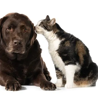 Pachet Check-Up Plus