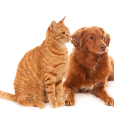 Pachet Check-Up Basic