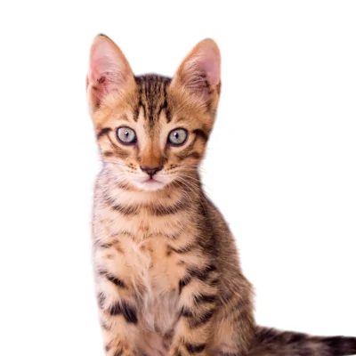 Pachet Start-Up Life Pisică