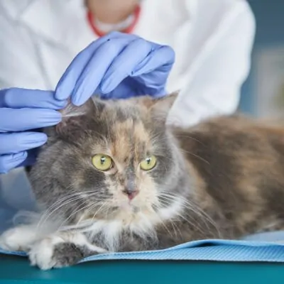 Deparazitare Completă Standard Pisică