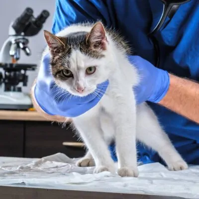 Deparazitare Completă Premium Pisică